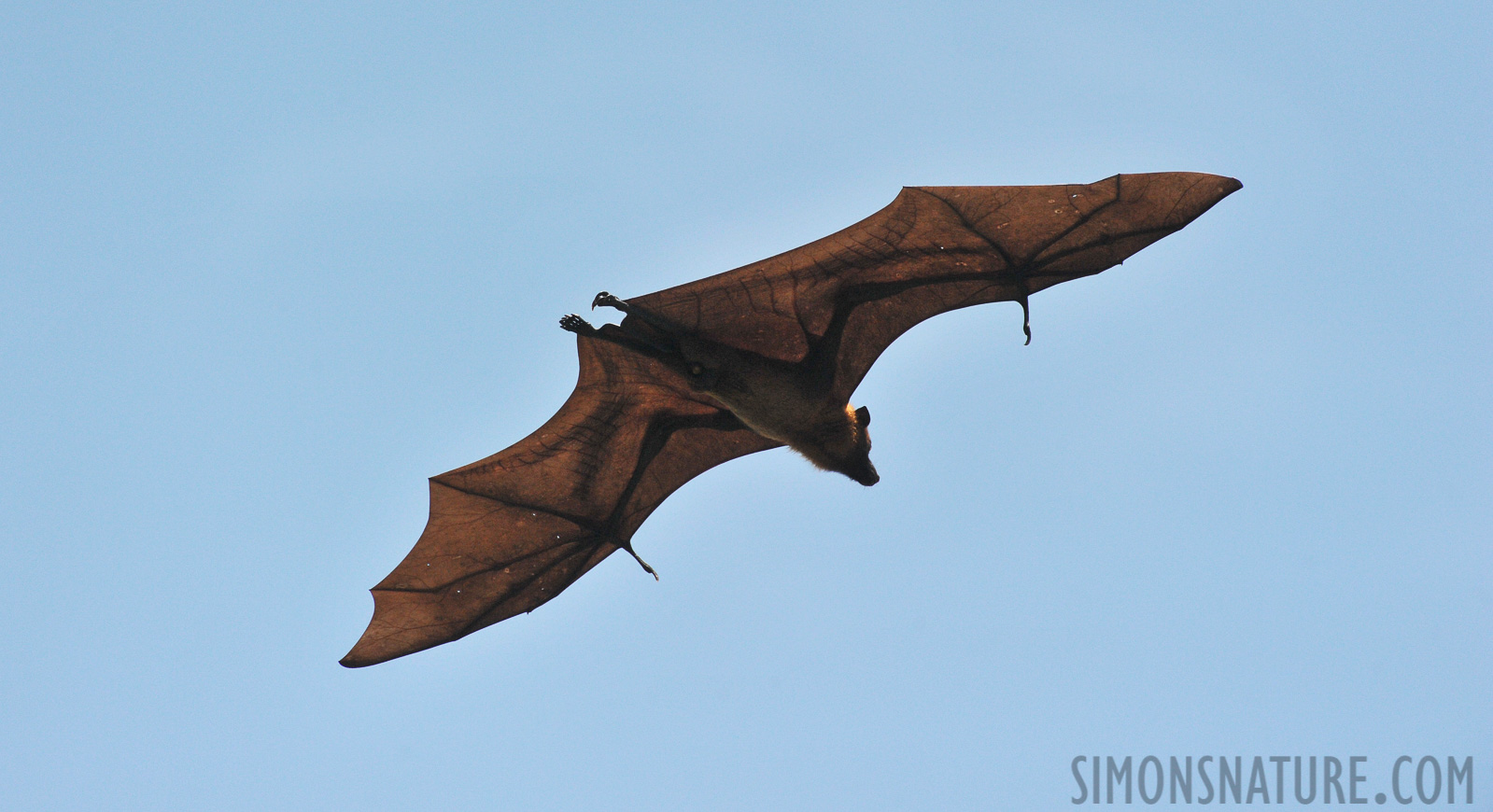 Pteropus giganteus [550 mm, 1/4000 Sek. bei f / 8.0, ISO 1600]